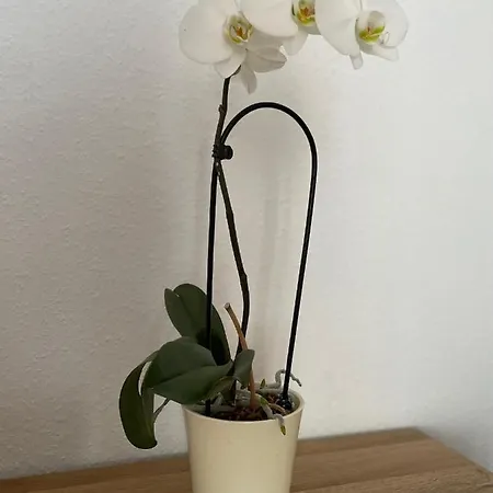 Apartment Wohlfuehlwohnung In