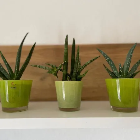 Wohlfuehlwohnung In Apartment